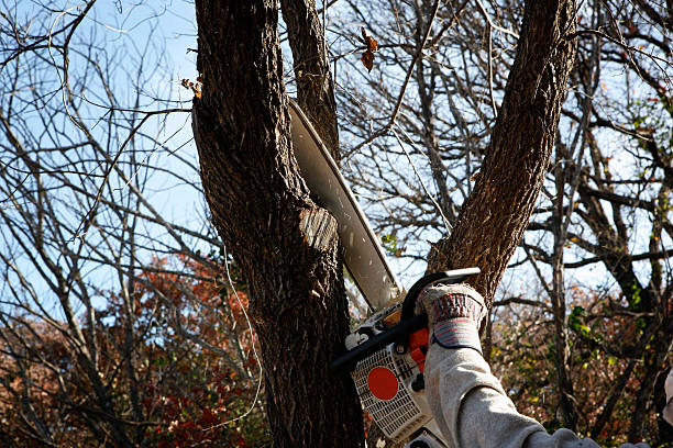 Professional Tree Removal Services in Oologah, OK